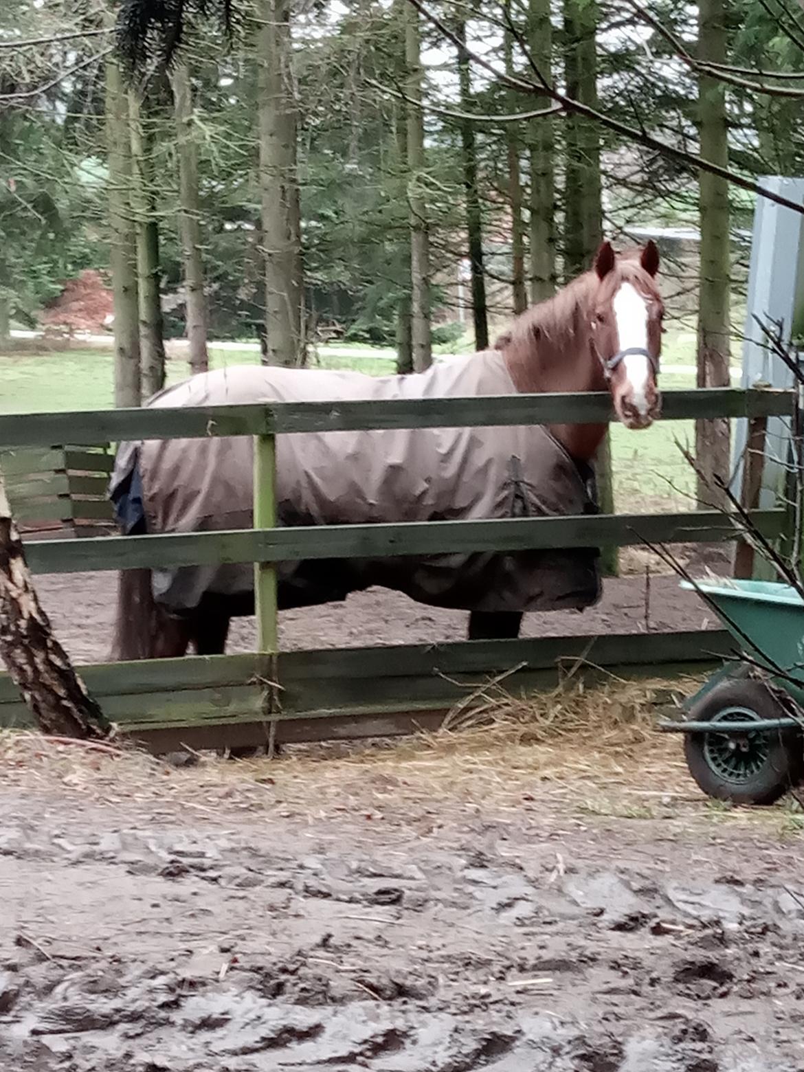 Anden særlig race Clogheen Bob (Tidligere pony) - Bob står og venter 🥺 billede 7