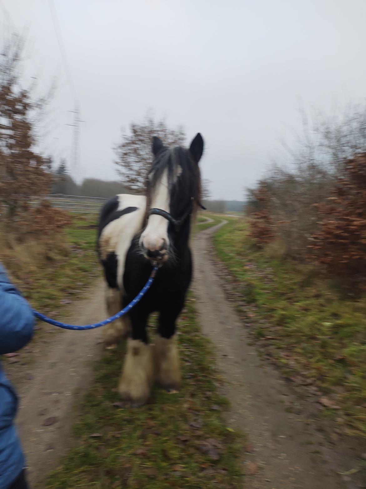 Tinker Bowie dust of battel billede 12