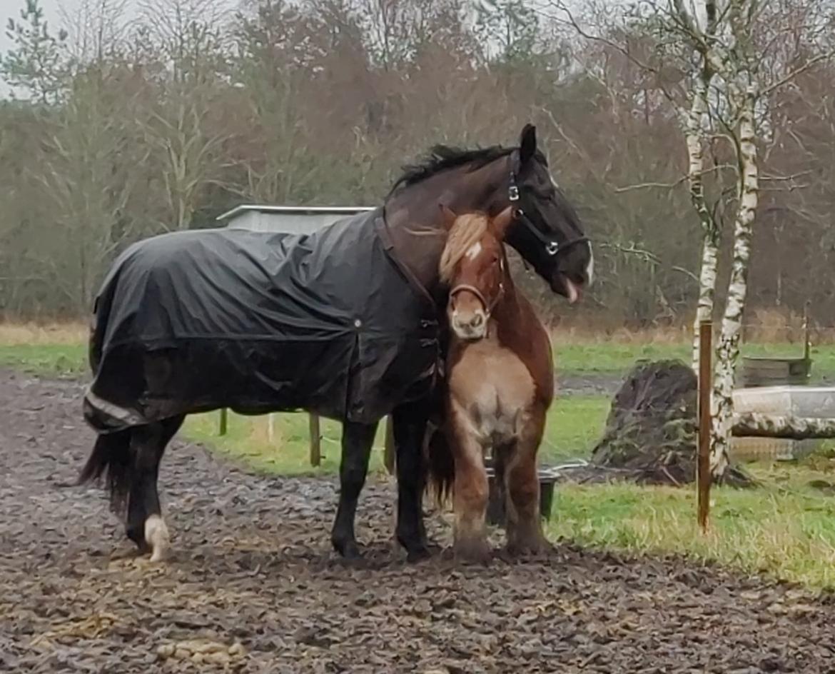 Jyde Rosenhavens Kasper billede 20