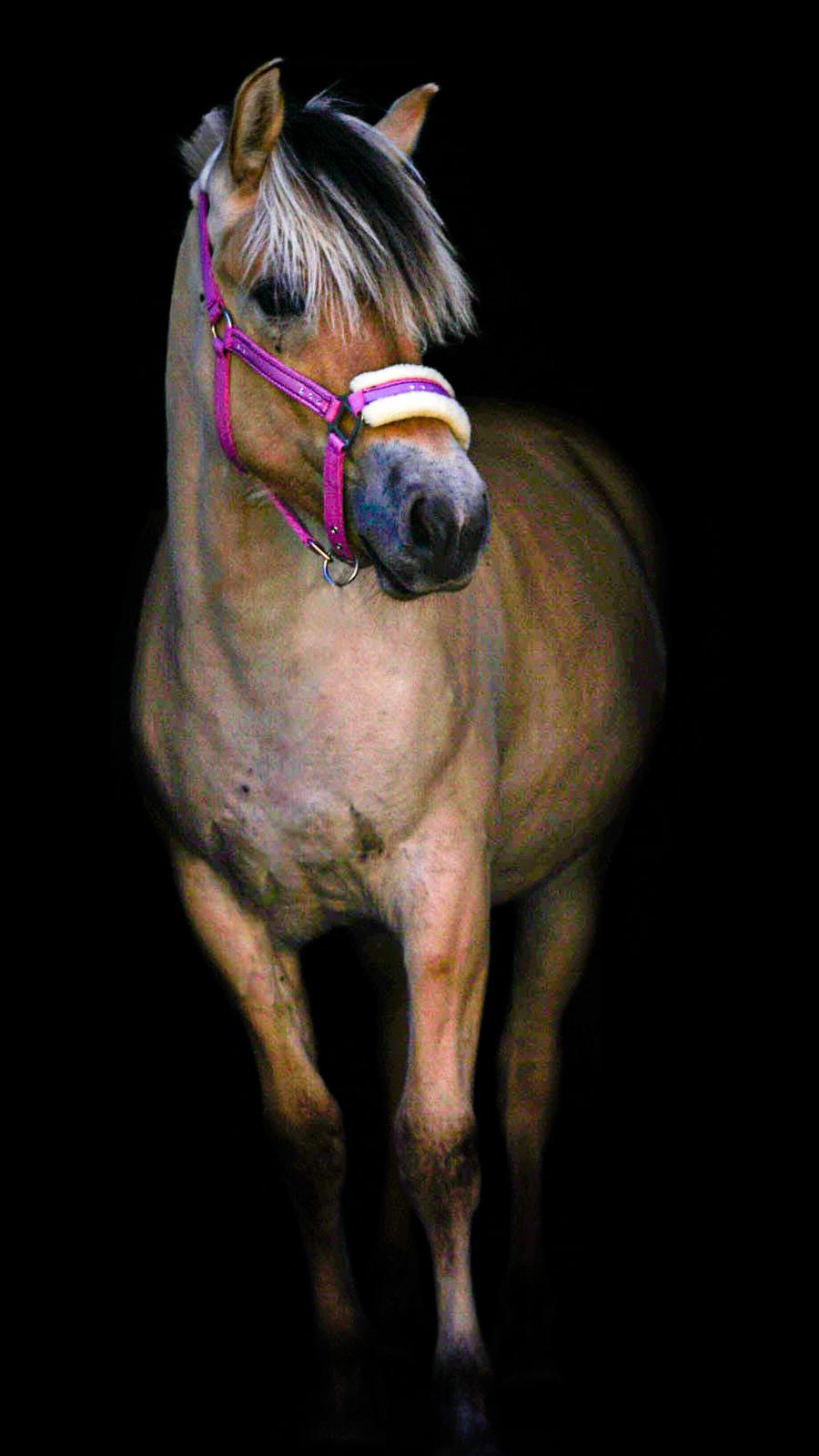 Fjordhest Celina l billede 3