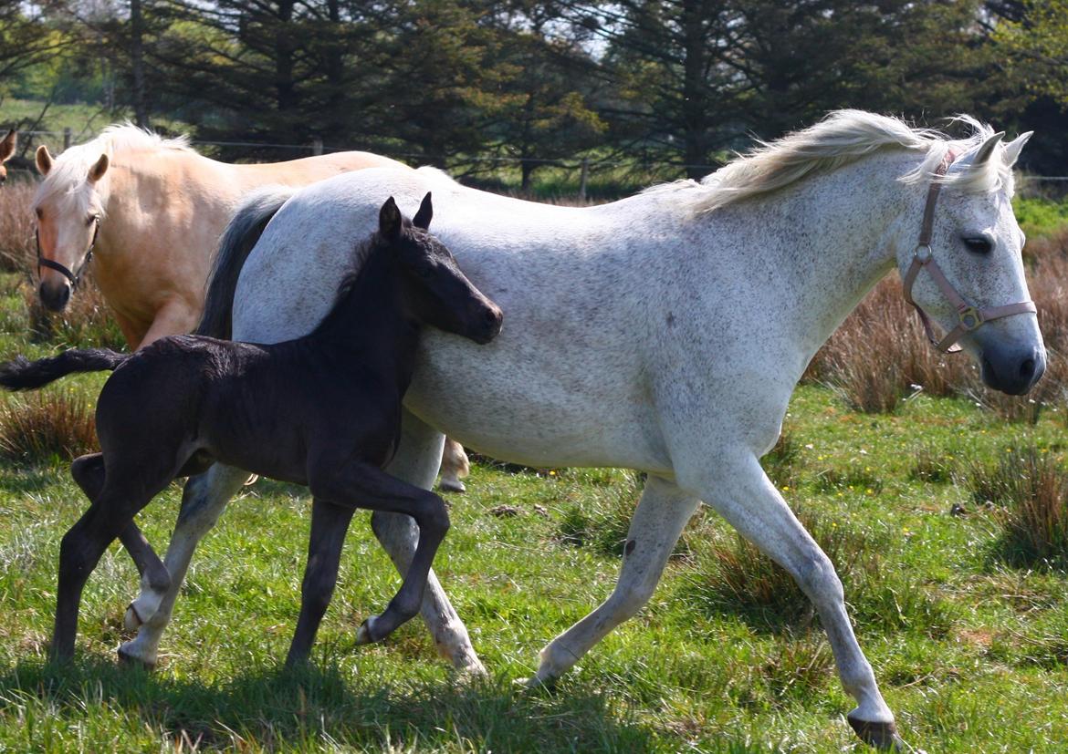 New Forest Calandias Aston Martin billede 11