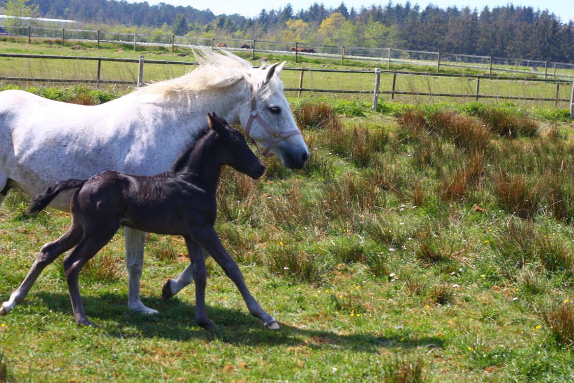 New Forest Calandias Aston Martin billede 10