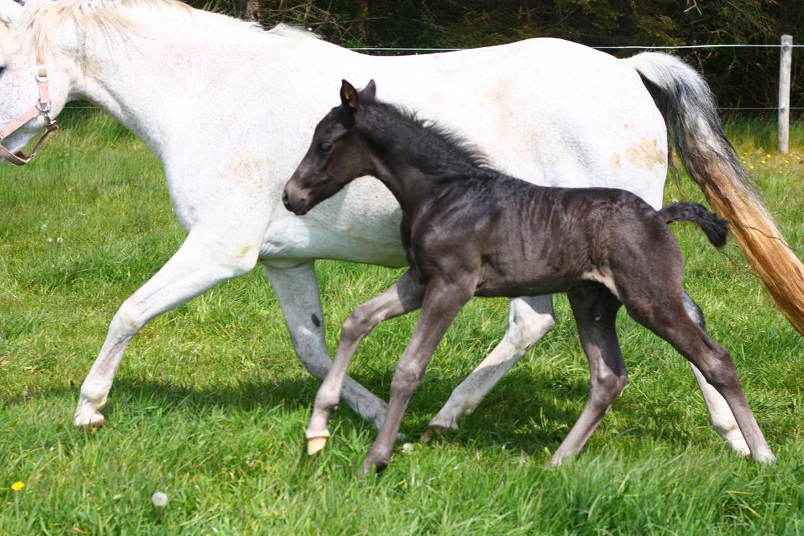 New Forest Calandias Aston Martin billede 4