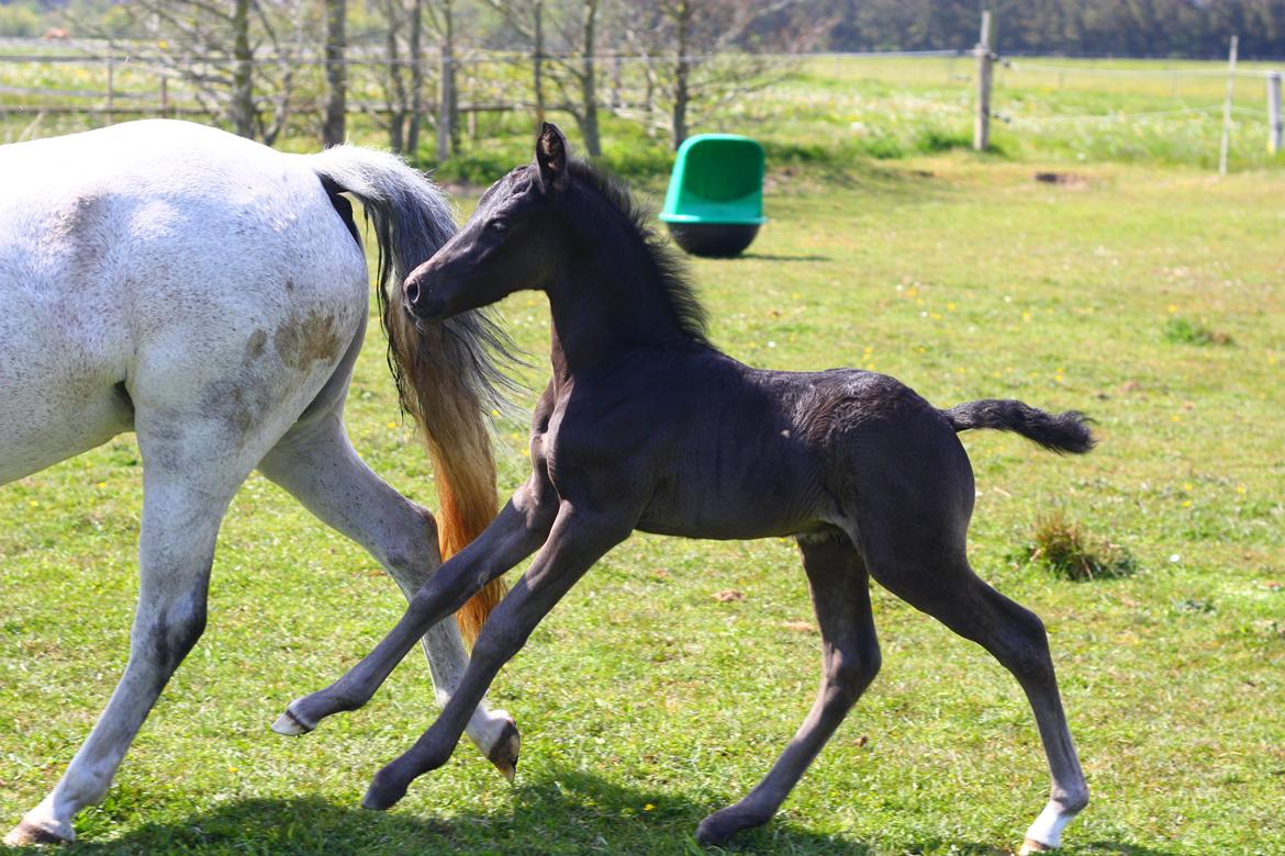 New Forest Calandias Aston Martin billede 2