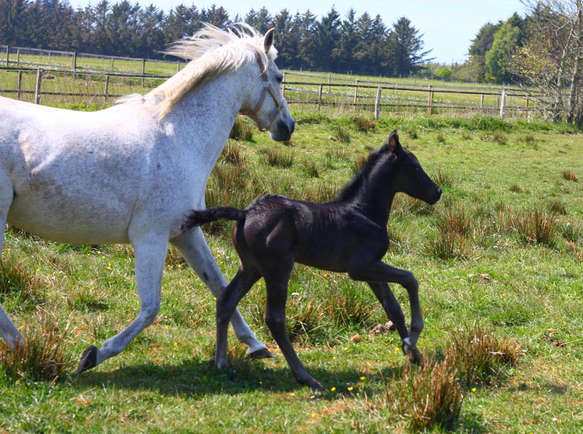 New Forest Calandias Aston Martin billede 5