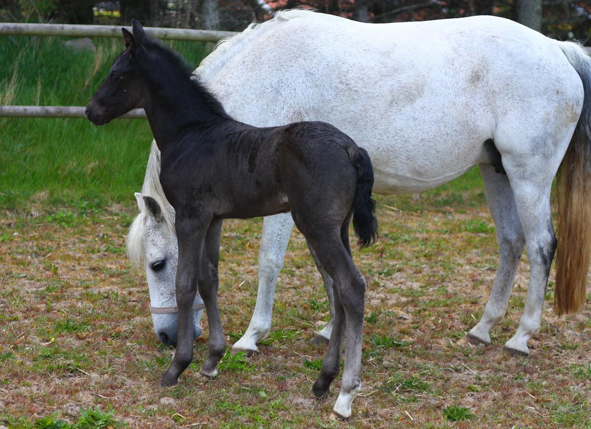New Forest Calandias Aston Martin billede 6
