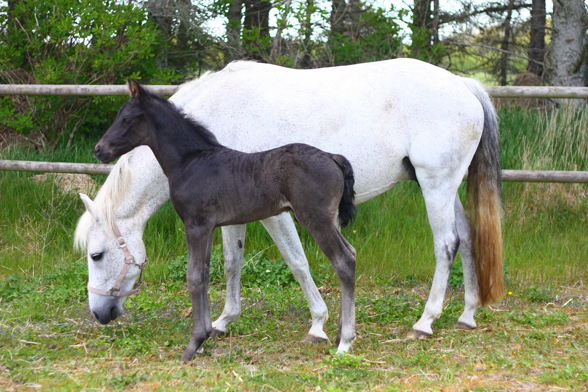 New Forest Calandias Aston Martin billede 1