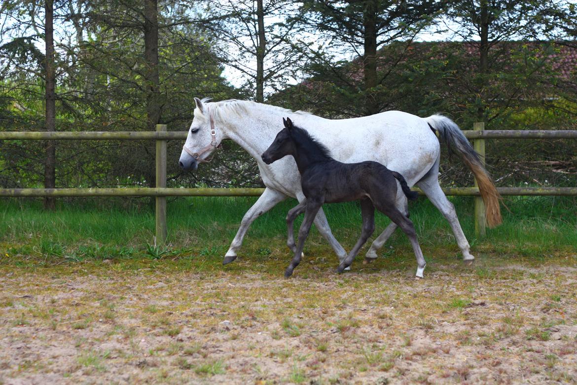 New Forest Calandias Aston Martin billede 7
