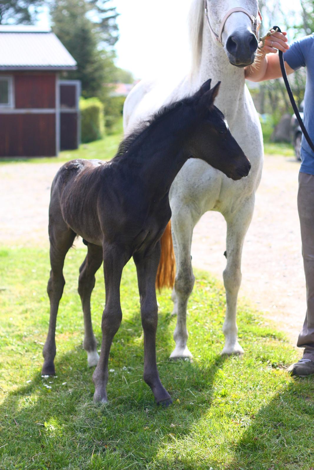 New Forest Calandias Aston Martin billede 8