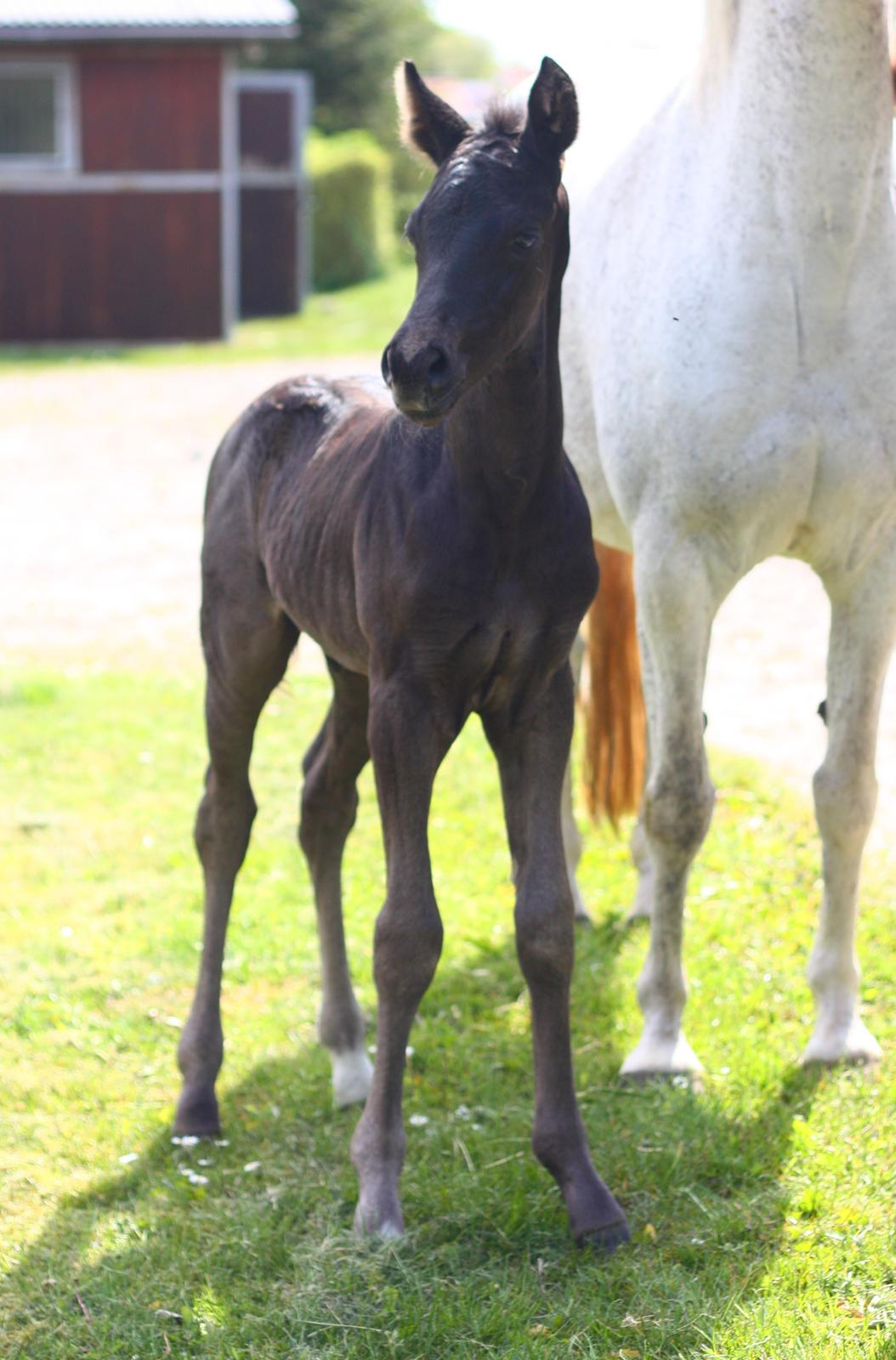 New Forest Calandias Aston Martin billede 13