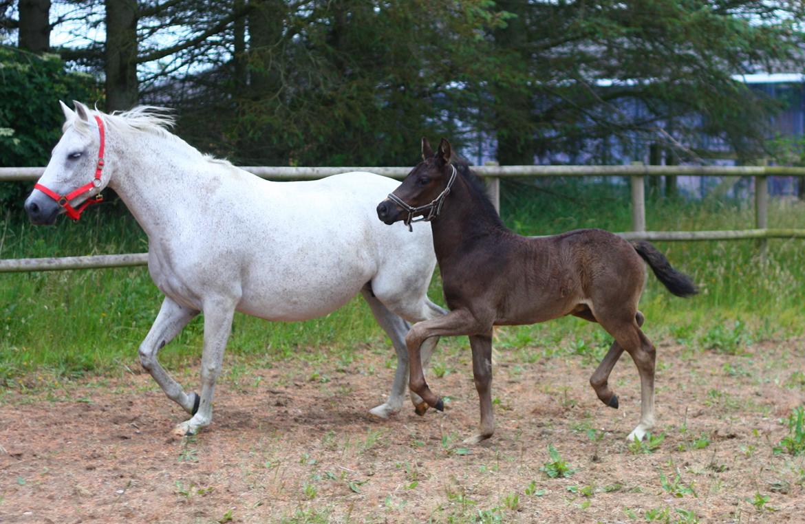 New Forest Calandias Aston Martin billede 9