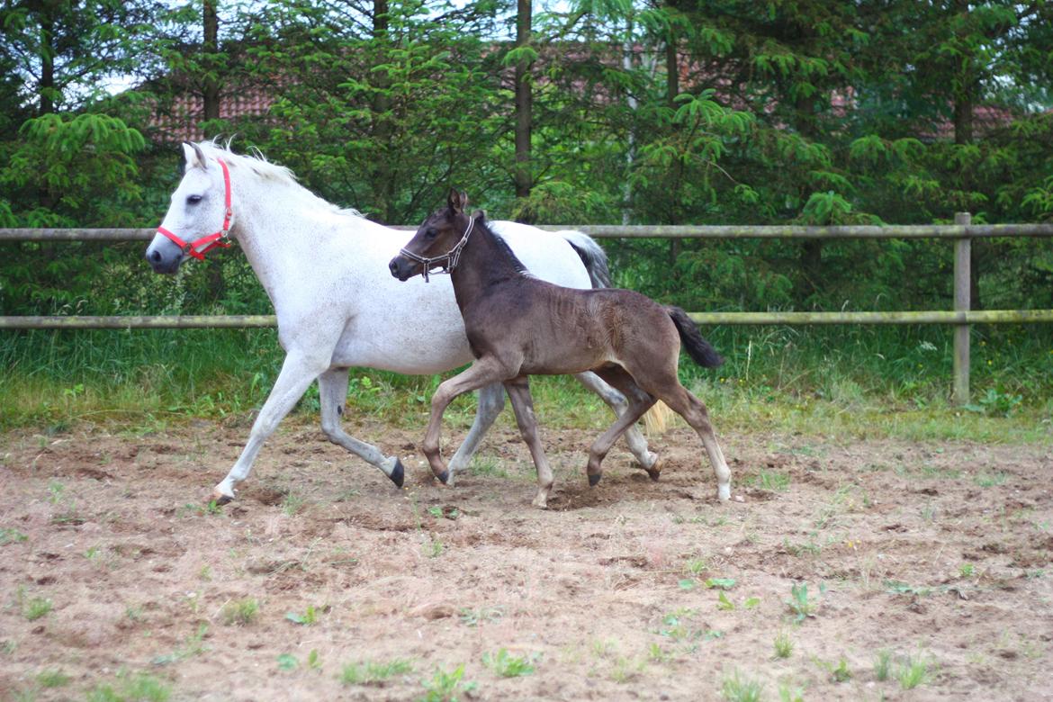 New Forest Calandias Aston Martin billede 12