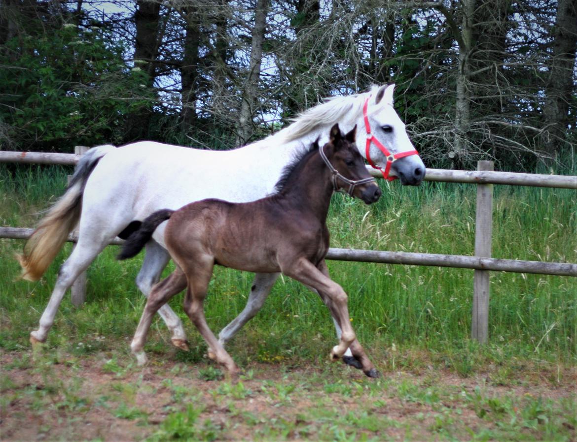 New Forest Calandias Aston Martin billede 14