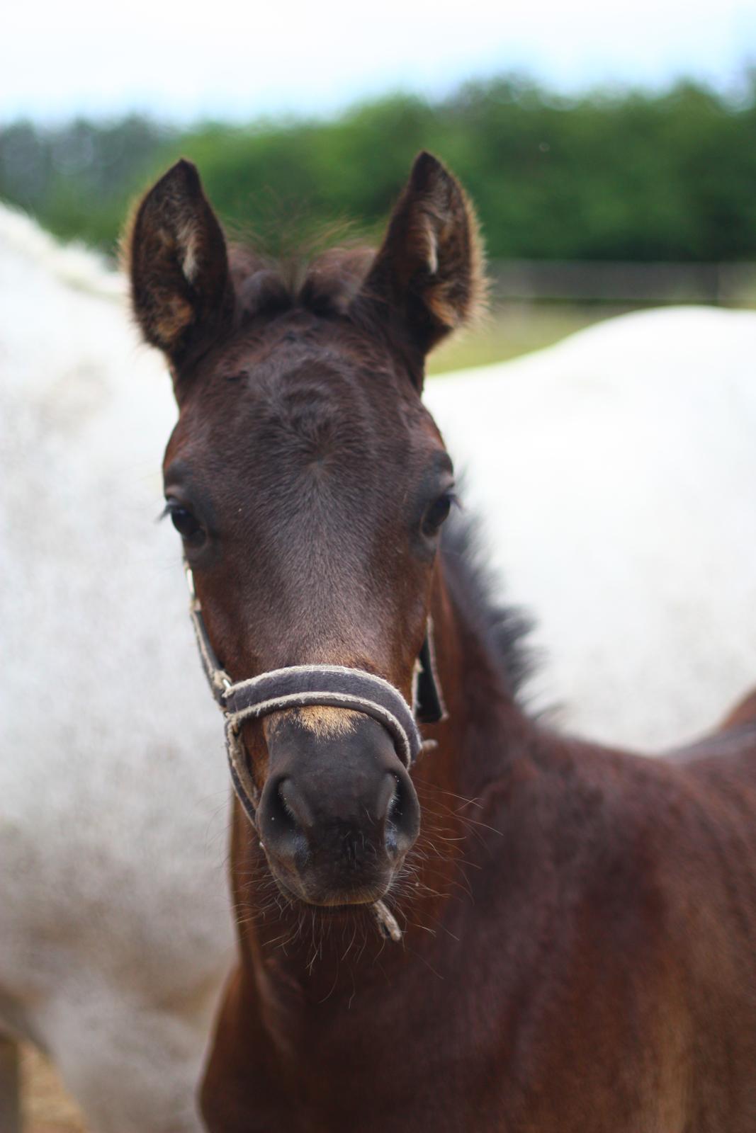New Forest Calandias Aston Martin billede 15