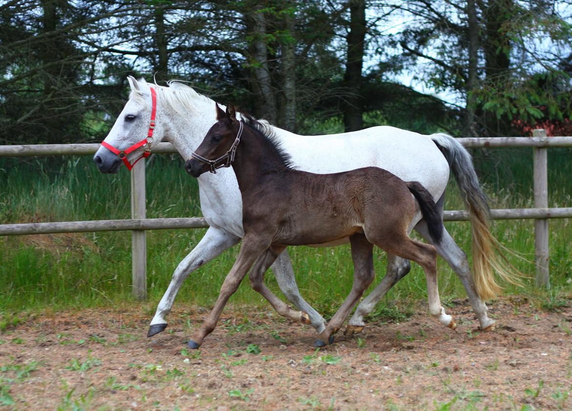 New Forest Calandias Aston Martin billede 16
