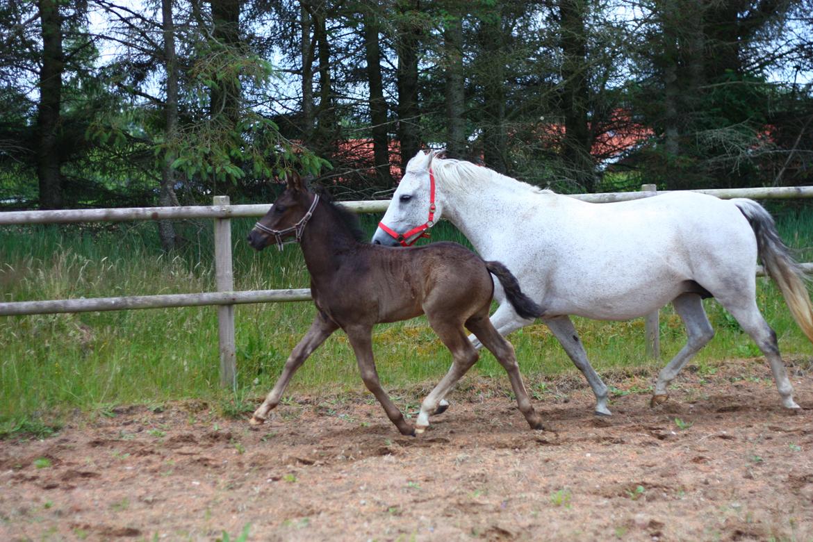 New Forest Calandias Aston Martin billede 3