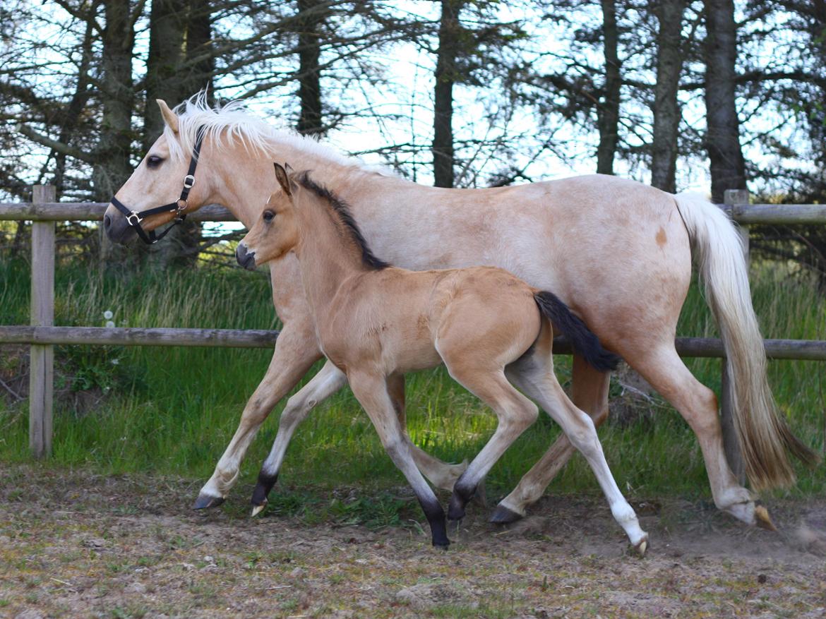 New Forest Calandias spirit billede 8