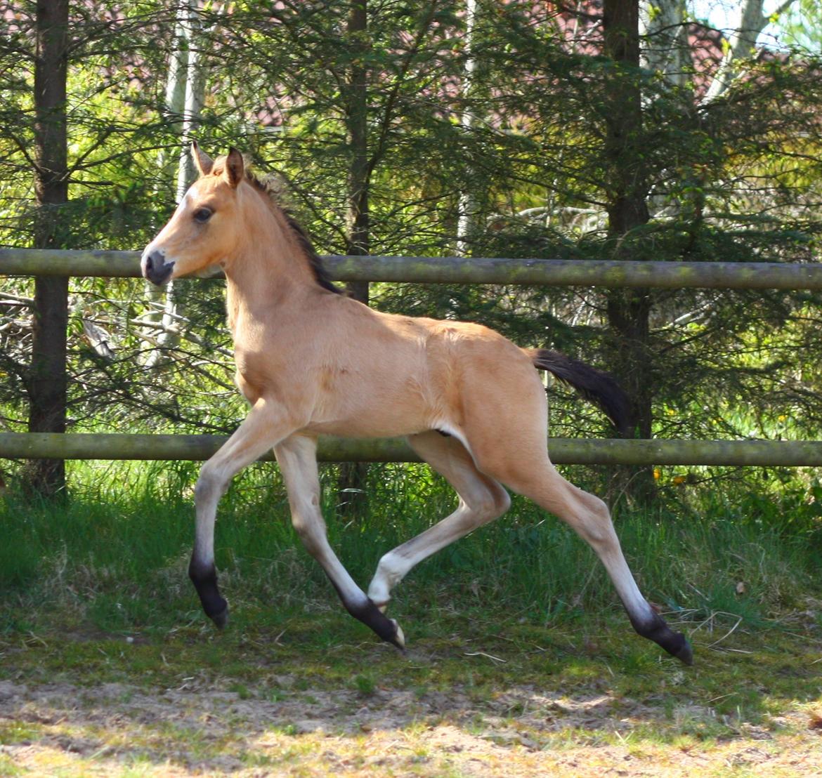 New Forest Calandias spirit billede 3