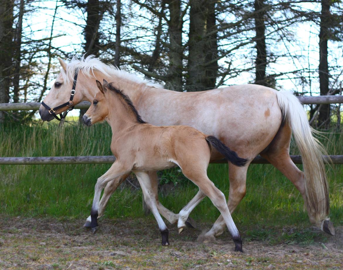 New Forest Calandias spirit billede 7