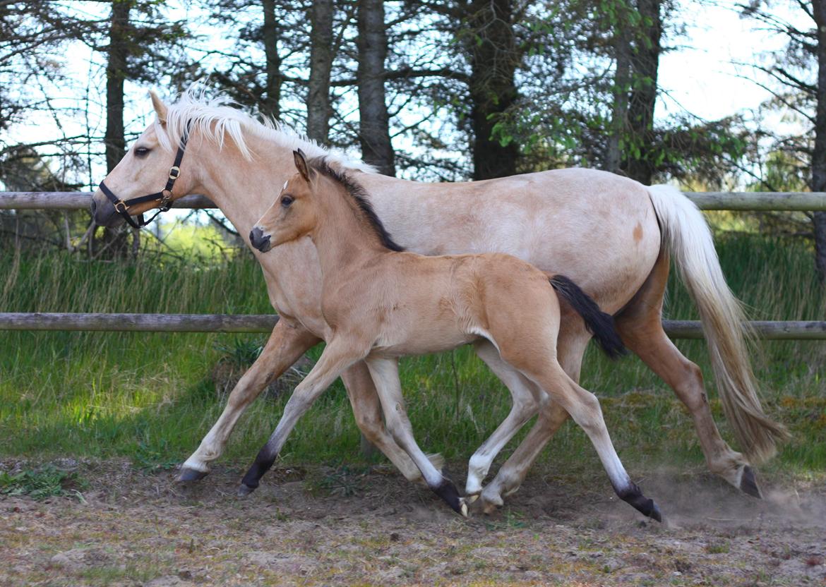 New Forest Calandias spirit billede 2