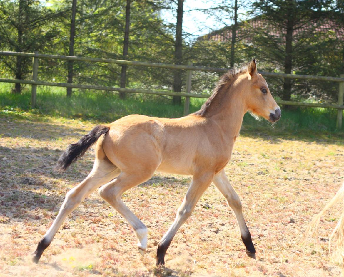 New Forest Calandias spirit billede 1