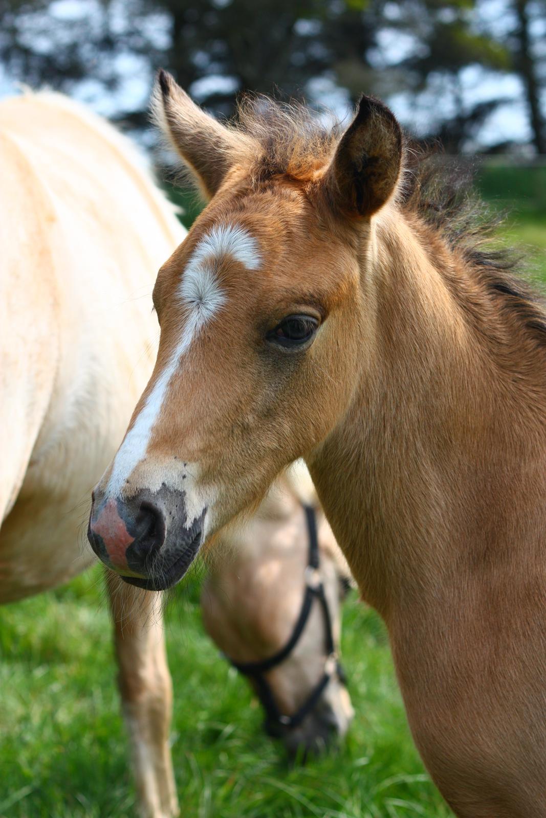 New Forest Calandias spirit billede 5