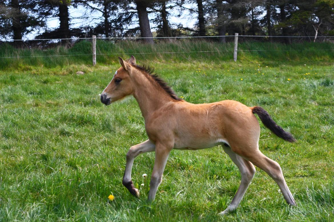 New Forest Calandias spirit billede 6