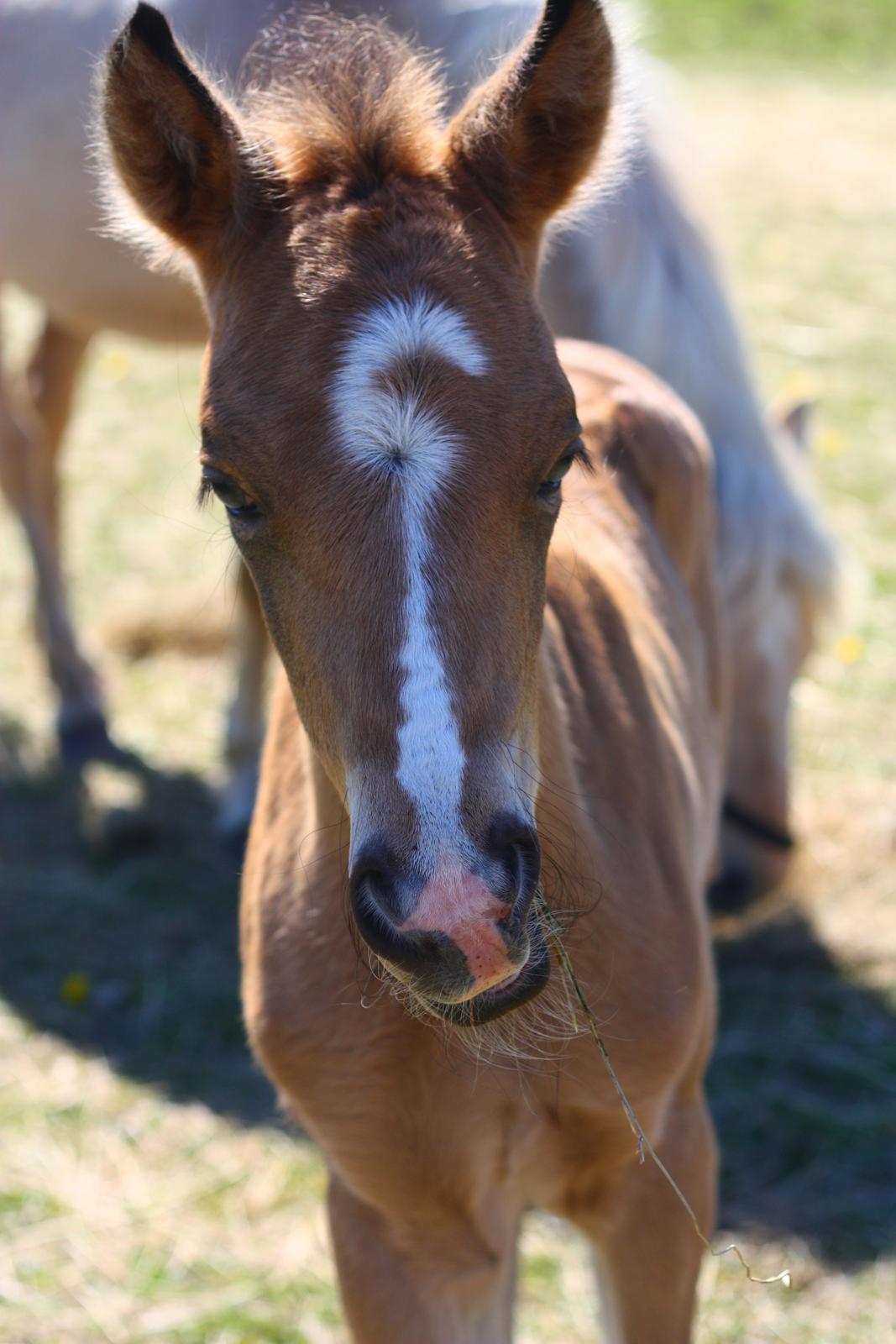 New Forest Calandias spirit billede 9