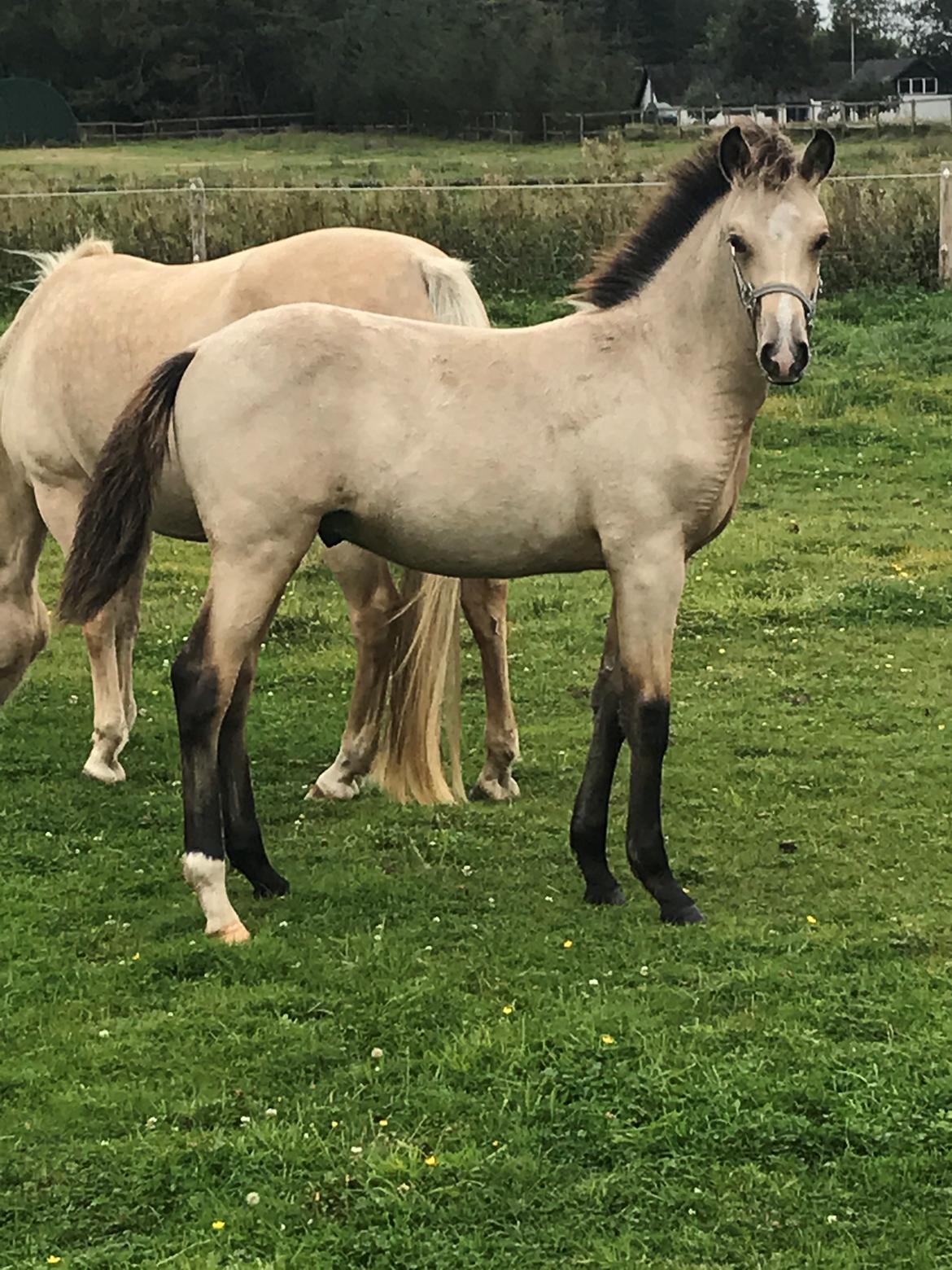 New Forest Calandias spirit billede 10