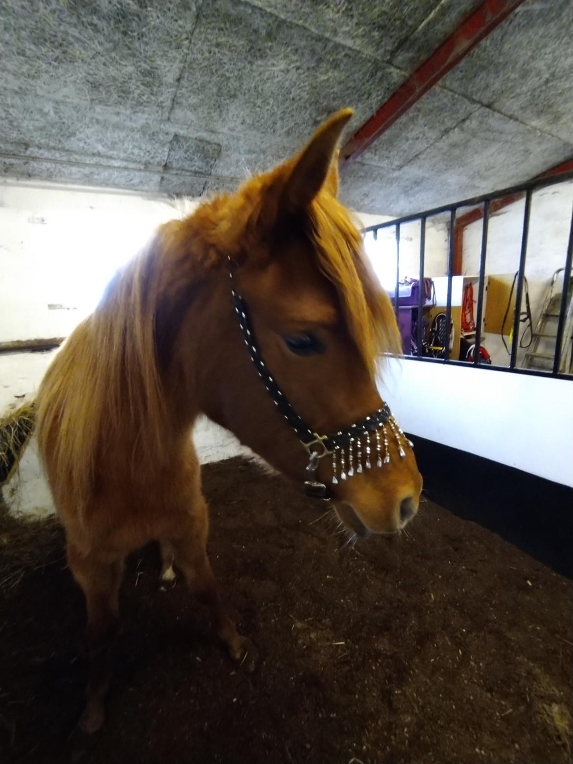 Arabisk fuldblod (OX) Rastox Nokima OX *SOLGT* billede 11