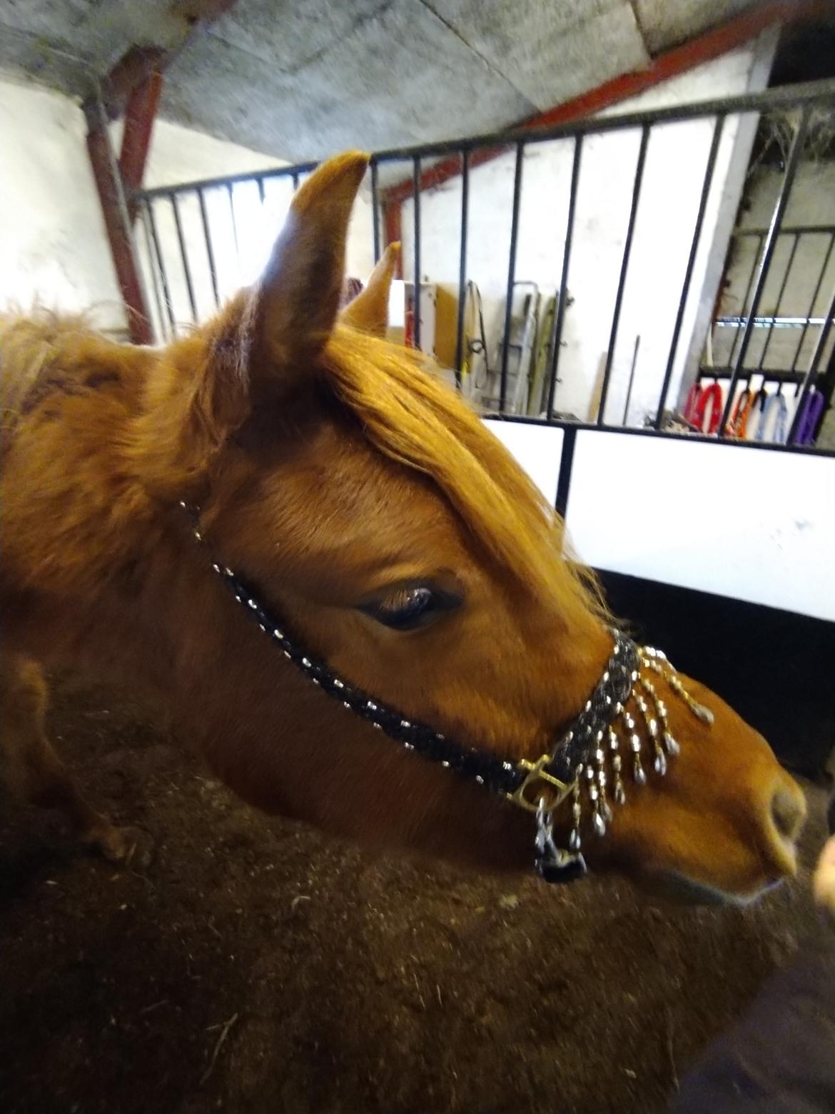 Arabisk fuldblod (OX) Rastox Nokima OX *SOLGT* billede 12