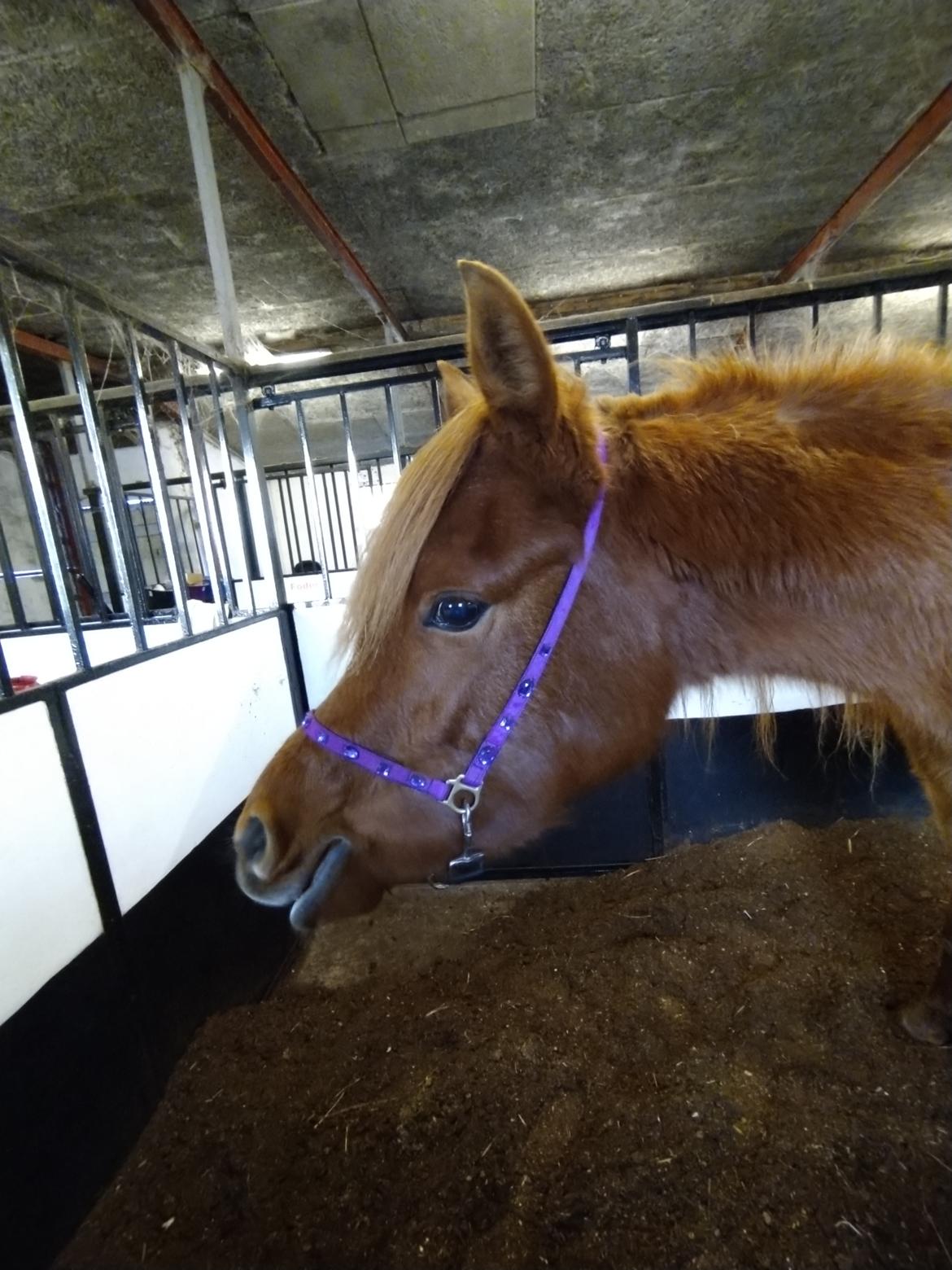 Arabisk fuldblod (OX) Rastox Nokima OX *SOLGT* billede 10