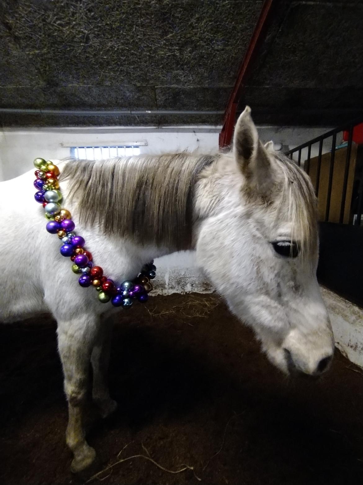 Arabisk fuldblod (OX) Sharifa Bint Jeska <3 *SOLGT* billede 8