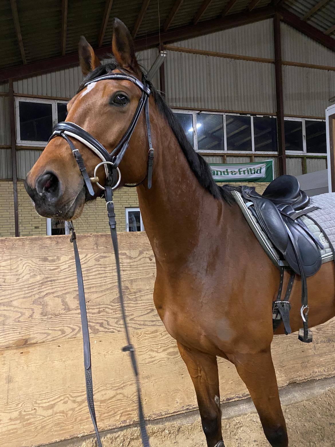 Dansk Varmblod Patchouli billede 13