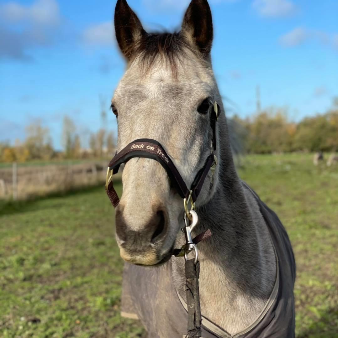 Connemara Rocket Sky billede 5
