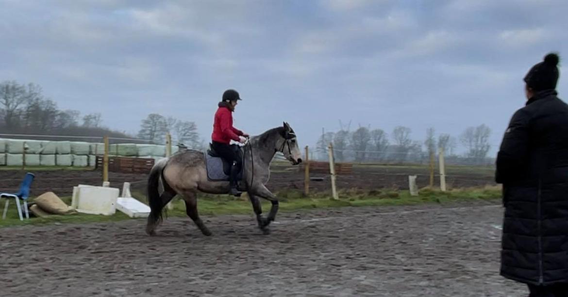 Connemara Rocket Sky billede 6