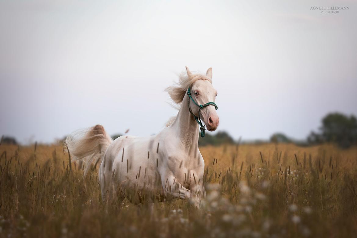 Welsh Partbred (Sec F) Margurittens Onyx  - 1 år og 4 måneder - August 2020 billede 1