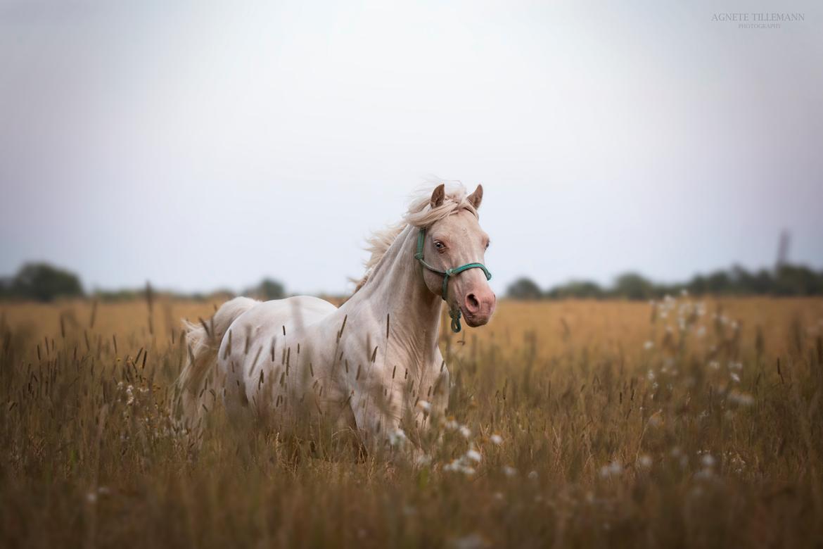 Welsh Pony (sec B) Aastrupgaards Safir •rest in paradise• billede 2