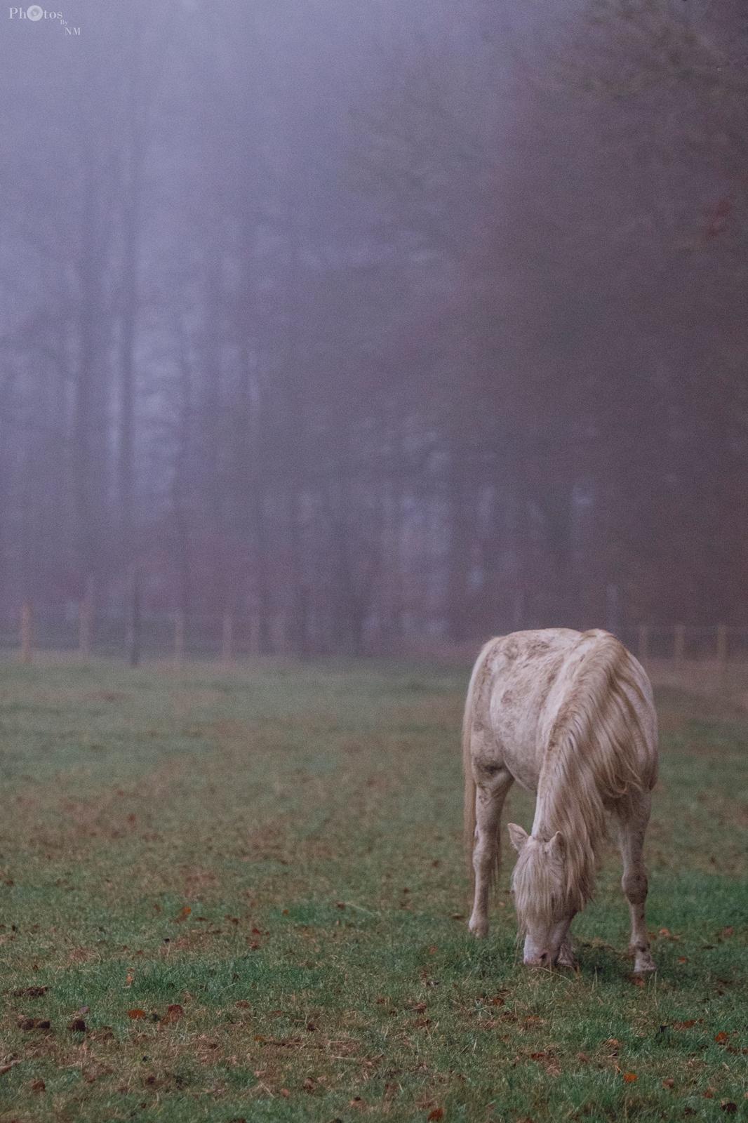 Welsh Pony (sec B) Aastrupgaards Safir •rest in paradise• billede 4