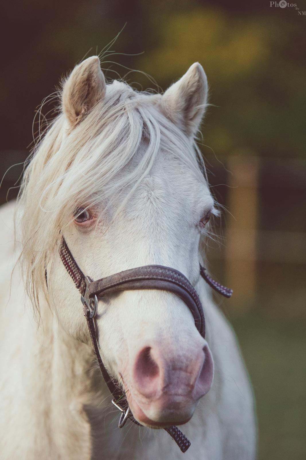 Welsh Pony (sec B) Aastrupgaards Safir •rest in paradise• billede 1