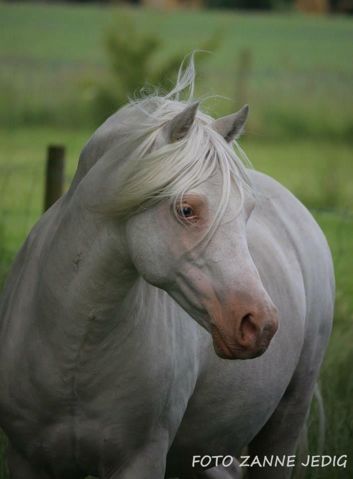 Welsh Pony (sec B) Aastrupgaards Safir •rest in paradise• billede 5
