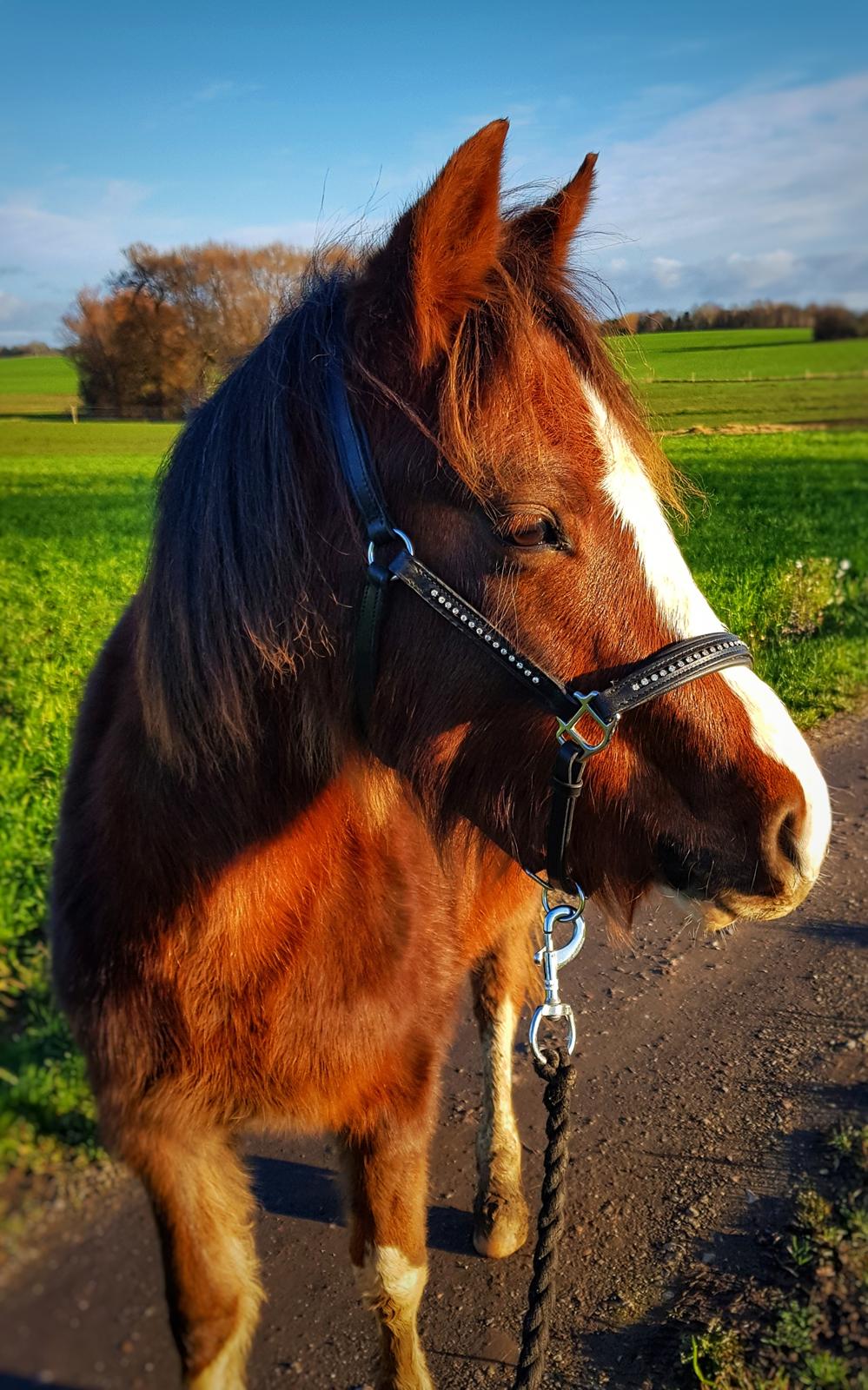 Welsh Pony (sec B) Lindebakkens Tutti-Frutti  billede 20