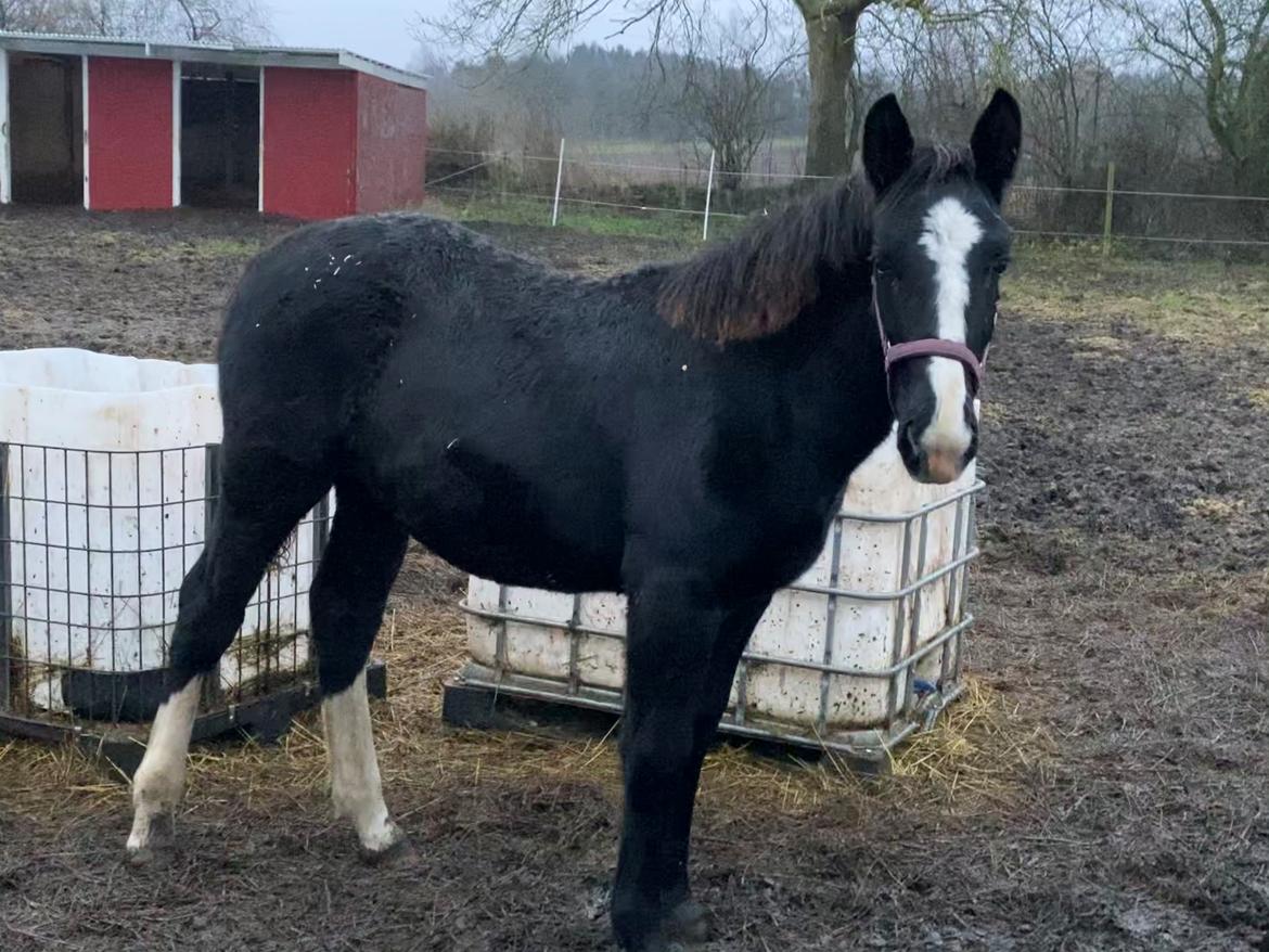 Oldenborg Holmager's Miss Caya billede 1