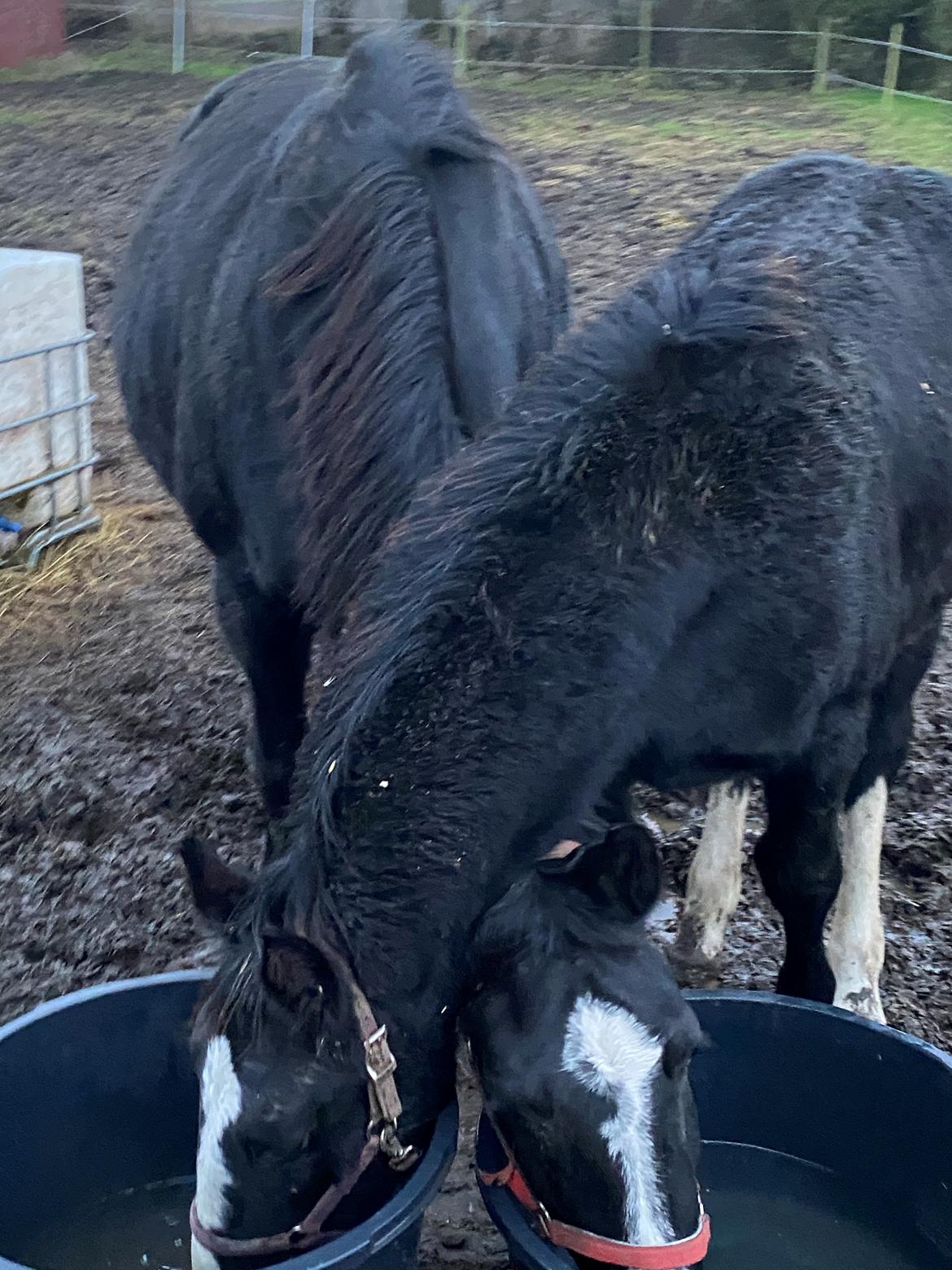 Oldenborg Holmager's Miss Caya billede 2