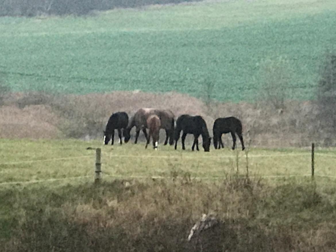 Oldenborg Holmager's Miss Caya billede 4