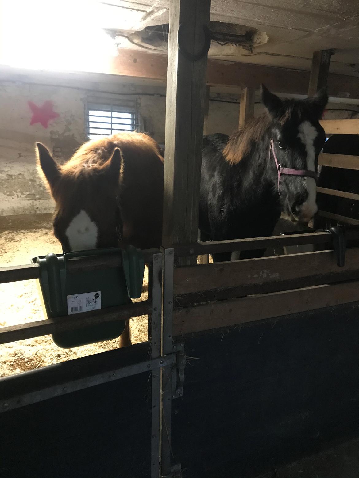 Oldenborg Holmager's Miss Caya billede 3