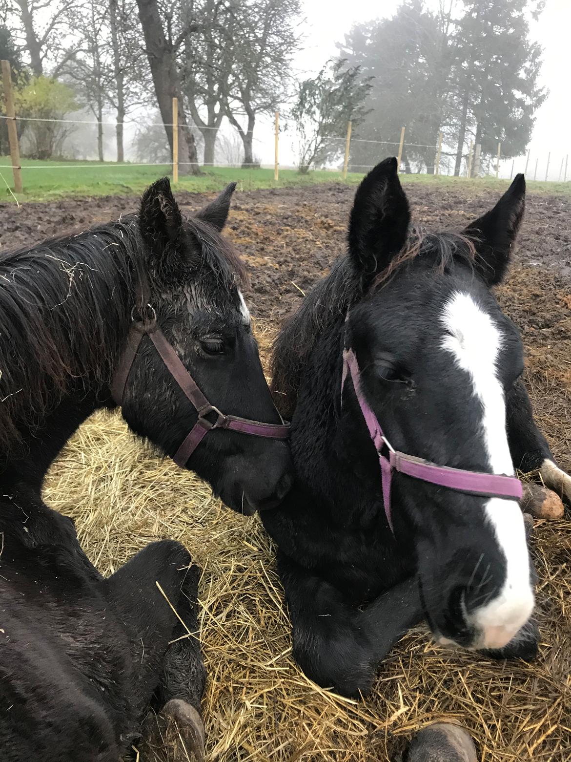 Oldenborg Holmager's Miss Caya billede 5