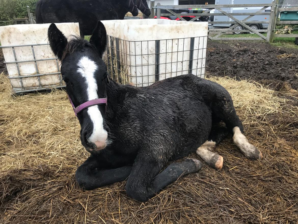 Oldenborg Holmager's Miss Caya billede 7