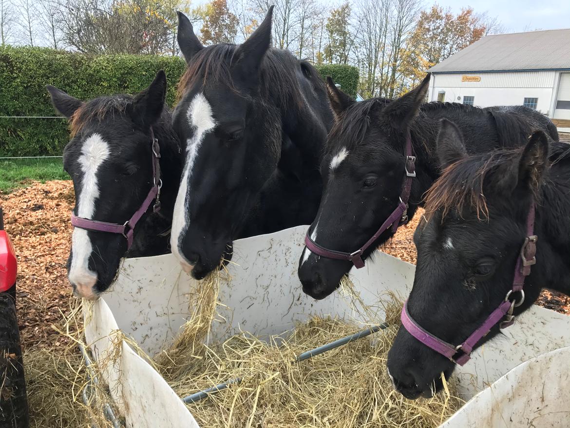 Oldenborg Holmager's Miss Caya billede 8