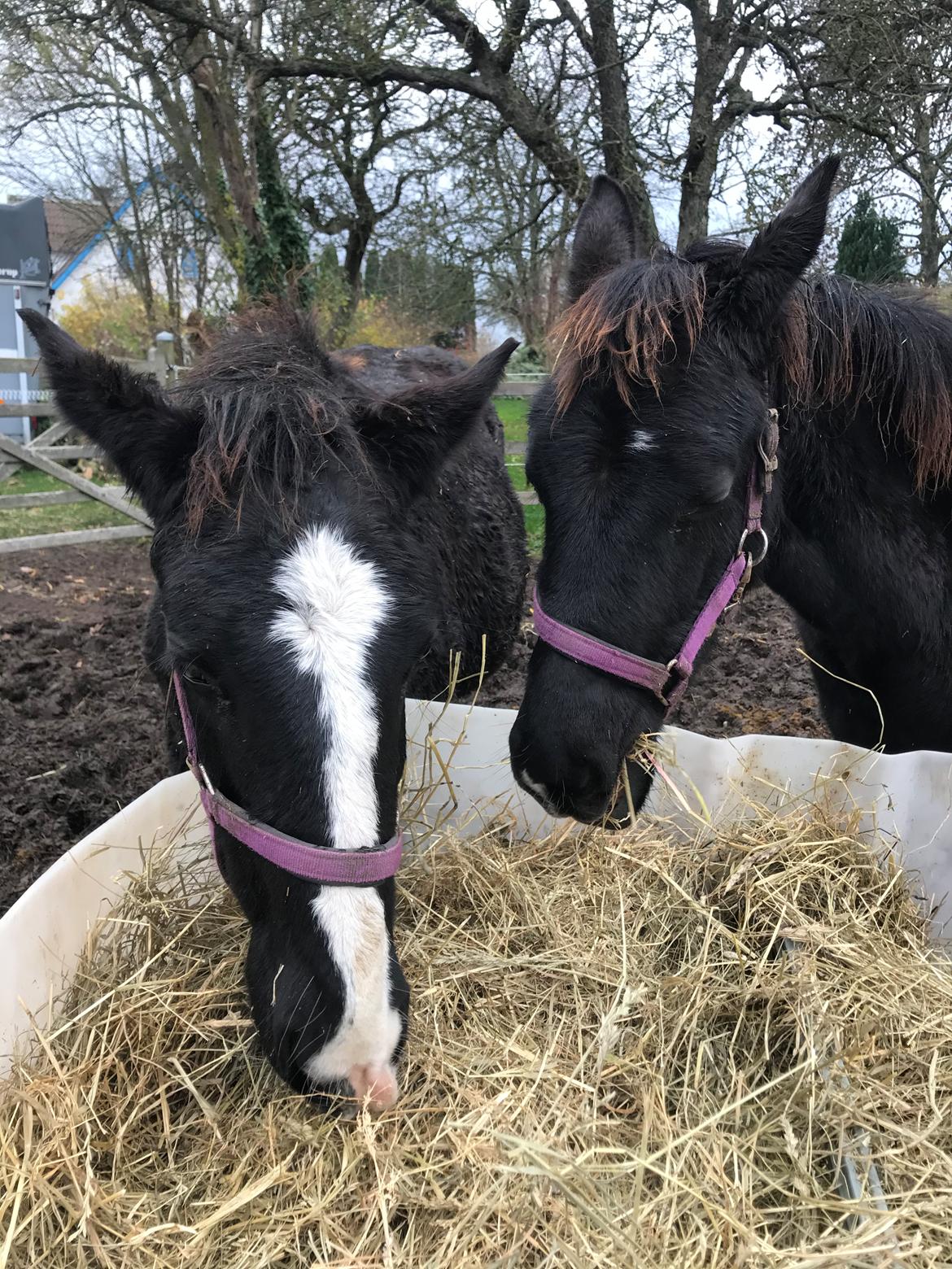 Oldenborg Holmager's Miss Caya billede 6